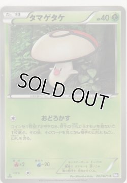 画像1: タマゲタケ