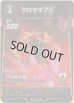 画像1: クロヤマアリ