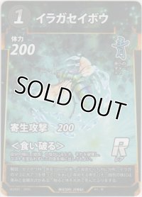 イラガセイボウ