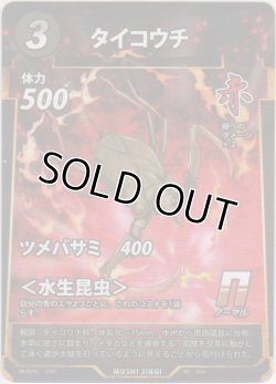 画像1: タイコウチ