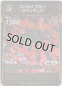 コバルトブルータランチュラ