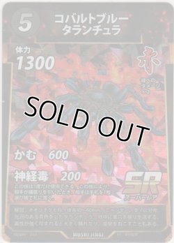 画像1: コバルトブルータランチュラ