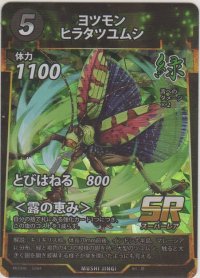 ヨツモンヒラタツユムシ