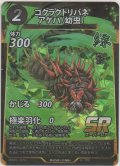 ゴクラクトリバネアゲハ（幼虫）