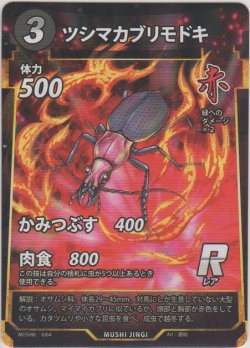 画像1: ツシマカブリモドキ