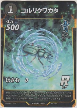 画像1: コルリクワガタ