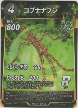 画像1: コブナナフシ