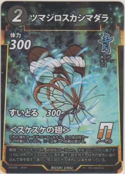 画像1: ツマジロスカシマダラ