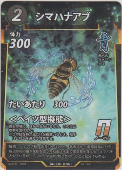 画像1: シマハナアブ