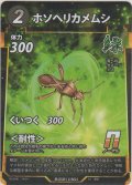 ホソヘリカメムシ