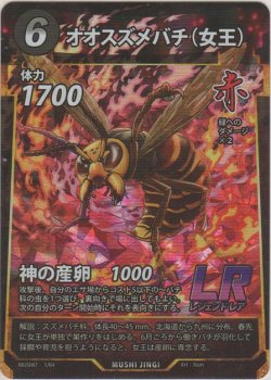 画像1: オオスズメバチ（女王）