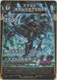 スマトラオオヒラクワガタ