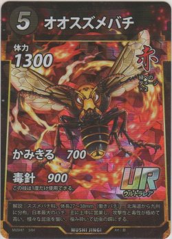 画像1: オオスズメバチ