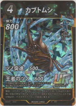 画像1: カブトムシ