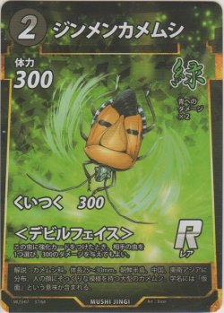 画像1: ジンメンカメムシ