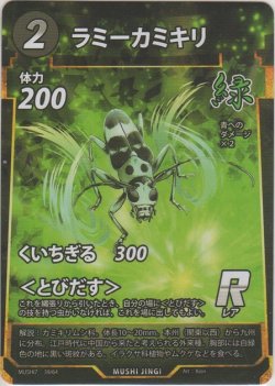 画像1: ラミーカミキリ