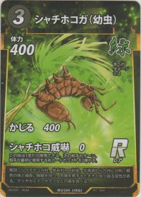 シャチホコガ（幼虫）