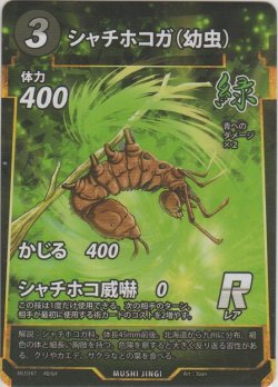 画像1: シャチホコガ（幼虫）