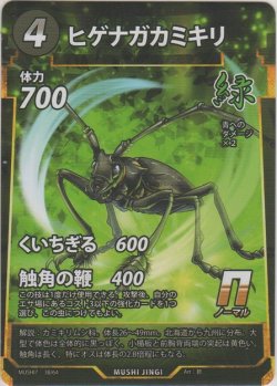 画像1: ヒゲナガカミキリ