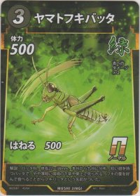 ヤマトフキバッタ