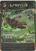 トノサマバッタ