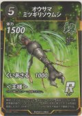 オウサマミツギリゾウムシ