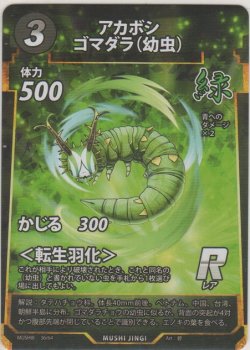画像1: アカボシゴマダラ（幼虫）