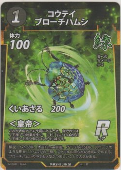 画像1: コウテイブローチハムシ