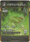 ハサミツノカメムシ
