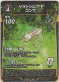 ヤマトシロアリニンフ