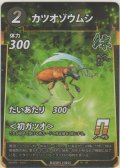 カツオゾウムシ
