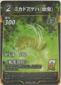 ミカドアゲハ（幼虫）