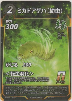 画像1: ミカドアゲハ（幼虫）