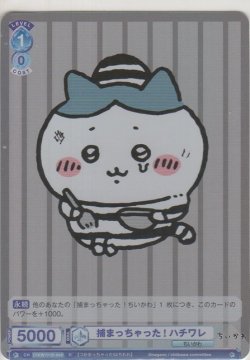 画像1: 捕まっちゃった！ ハチワレ