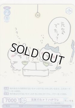 画像1: 元気でたァ？ ハチワレ