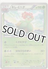 画像: キレイハナ