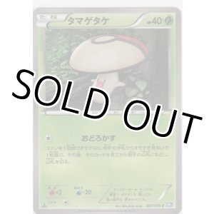 画像: タマゲタケ