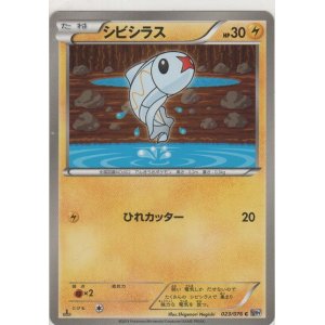 画像: シビシラス