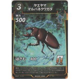 画像: ヤエヤママルバネクワＧタ