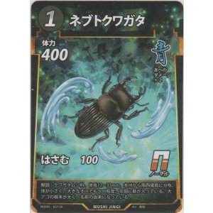画像: ネブトクワガタ