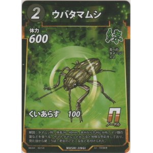 画像: ウバタマムシ