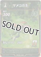 画像: マメコガネ