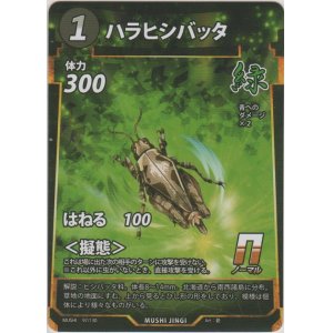画像: ハラヒシバッタ