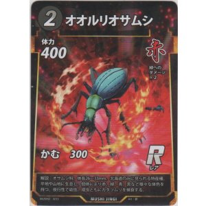 画像: オオルリオサムシ