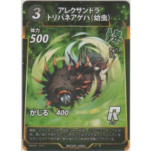 画像: アレクサンドラトリバネアゲハ（幼虫）