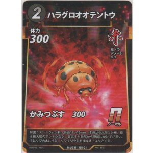 画像: ハラグロオオテントウ