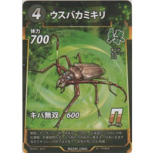 画像: ウスバカミキリ