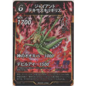 画像: ジャイアントテキサスキリギリス