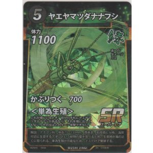 画像: ヤエヤマツダナナフシ