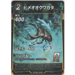 画像: ヒメオオクワガタ
